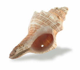 seashell