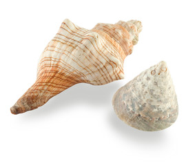 seashell
