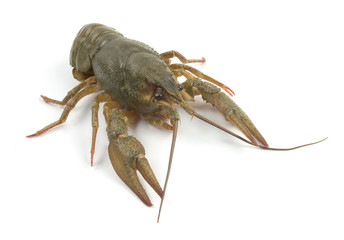crayfish