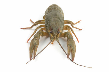 crayfish