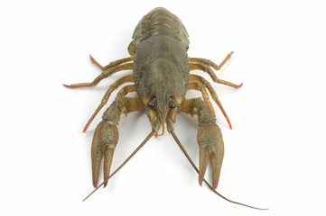 crayfish