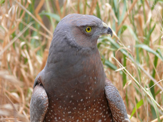 spotted harrier