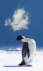 Plakat pingwin