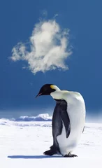 Zelfklevend Fotobehang penguin © Jan Will