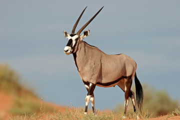 gemsbok antelope - obrazy, fototapety, plakaty