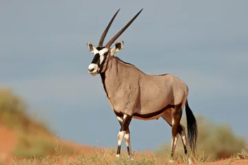 Foto op Canvas gemsbok antilope © EcoView