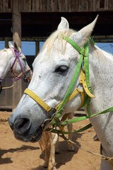 horse portrait