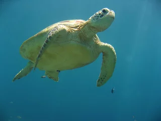 Photo sur Plexiglas Tortue tortue verte