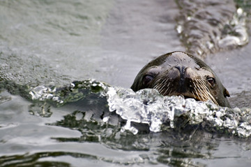 Fototapeta premium swimming