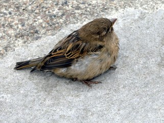 sparrow
