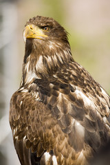 adler