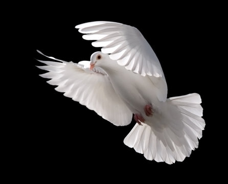 white dove in flight 5