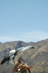 grey hawk on the hat