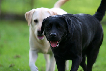 two labs