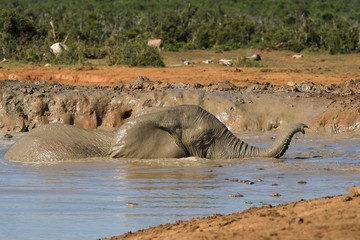 elephant bath