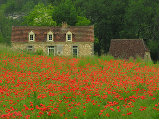 coquelicots