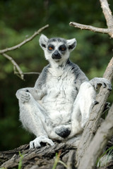 lemur