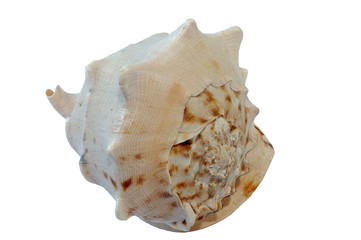 seashell