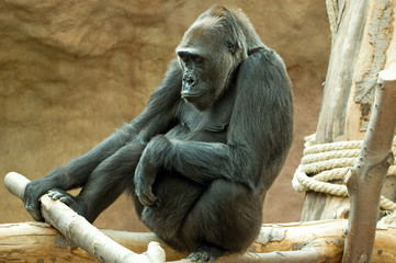 gorilla © Stepan Jezek