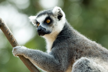 lemur