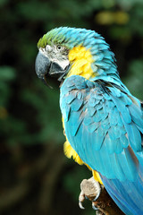 blue and gold macaw