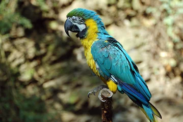 Wandcirkels aluminium blue and gold macaw © Stepan Jezek