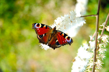 schmetterling