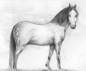 horses, animals, illustrations