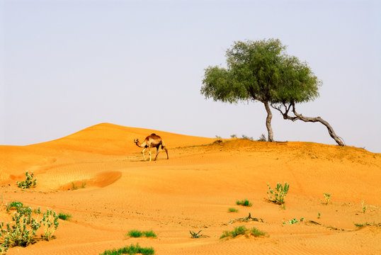 landscape