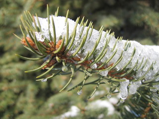 winter fir branch
