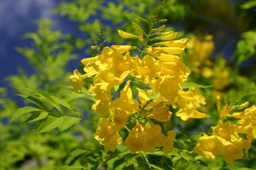 blüte_6