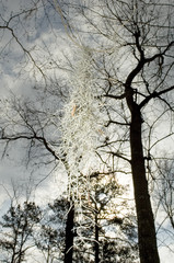Obraz premium trees