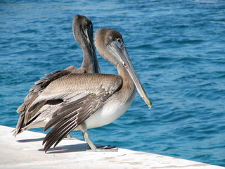 pelicans