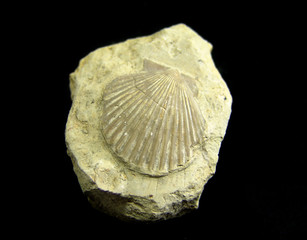 fossil