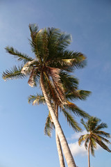 Obraz na płótnie Canvas tropical palm trees
