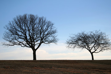 Obraz na płótnie Canvas lonely trees in the park