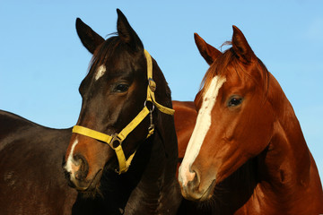 two thoroughbreds