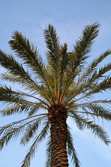 Obraz na płótnie Canvas tropical palm tree