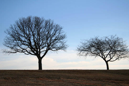 lonely trees in the park