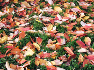 fall leaves