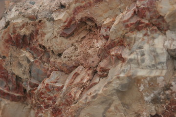 petrified wood