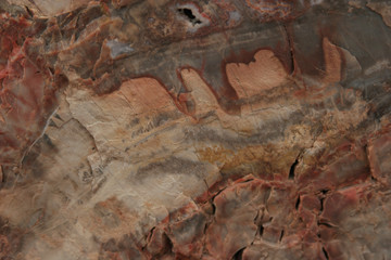 petrified wood