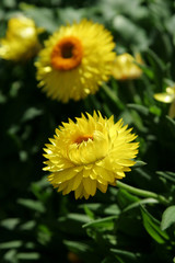 yellow flowers