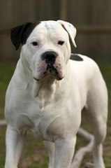 american bulldog
