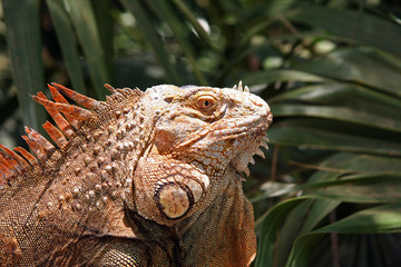 profile of an iguana