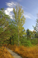 herbstlandschaft