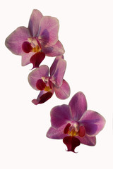 Fototapeta na wymiar violet phalaenopsis