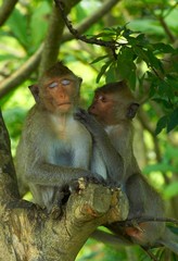 5202-1	monkey-29