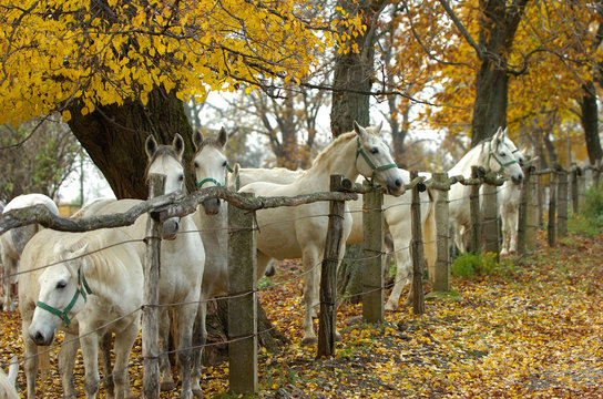 lipica autumn