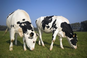 two flemish cows in the field